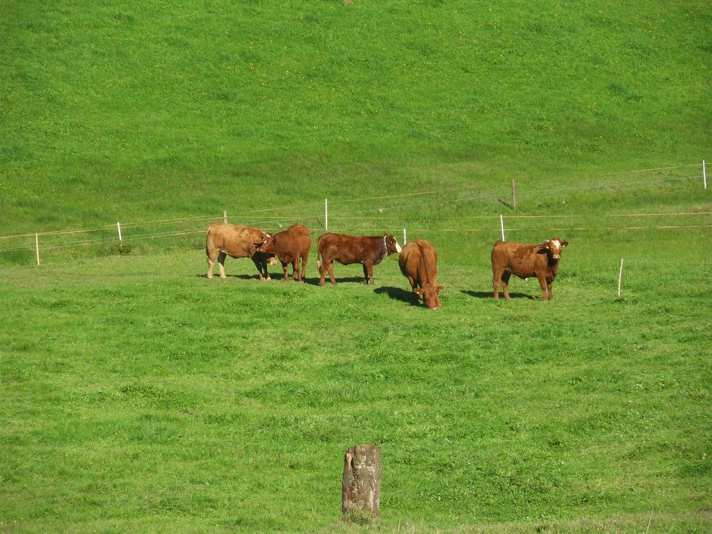Stockerhof Διαμέρισμα Elzach Εξωτερικό φωτογραφία